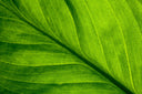 Eco-friendly luxury